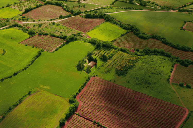 green farming land